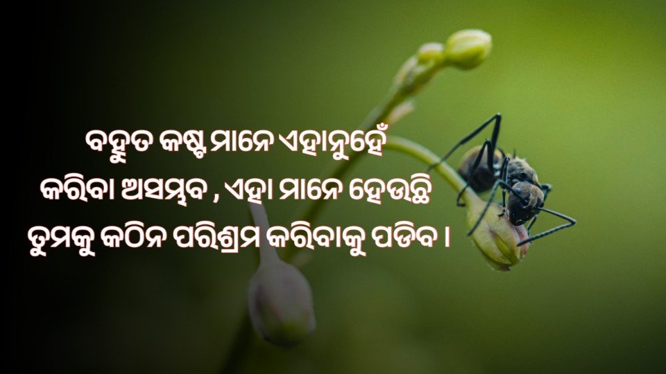 Powerful Odia Quotes for Hard work